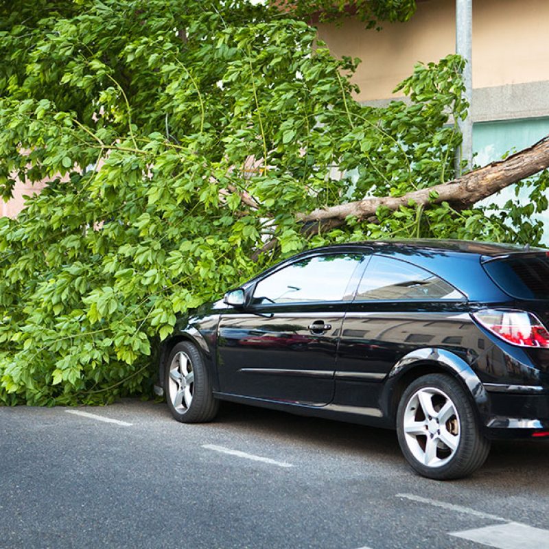 does-car-insurance-cover-tree-damage